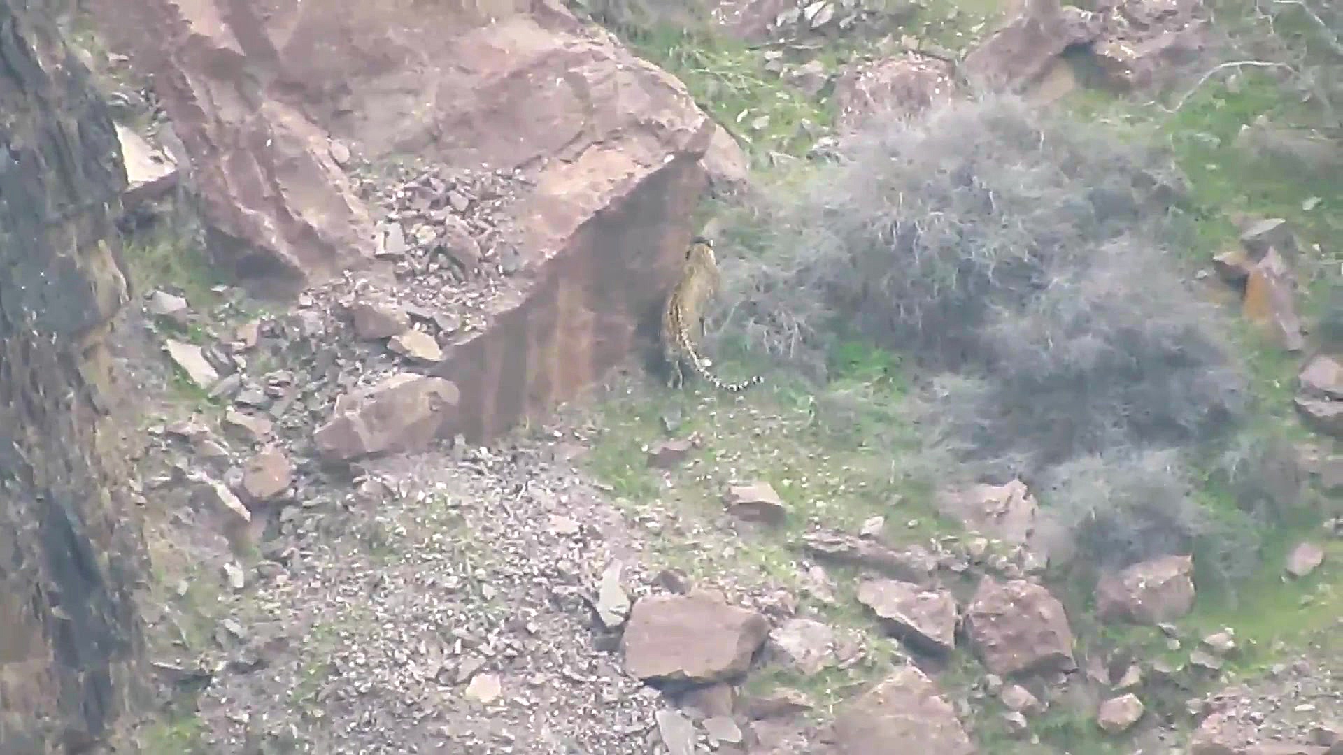 پلنگ ایرانی  کلیپ پلنگ ایرانی