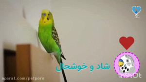 صدای مرغ عشق