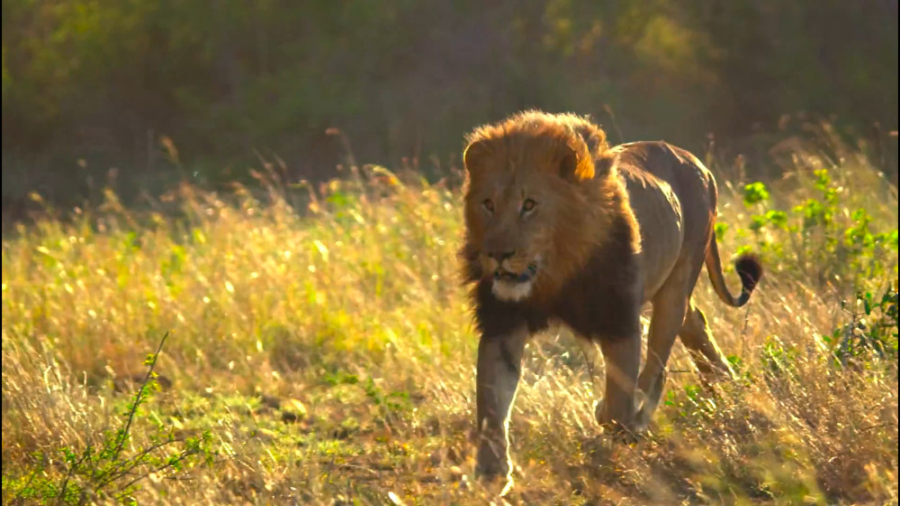 مستند رشد حیوانی (2021)قسمت 6...