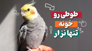 چند ساعت عروس هلندی و طوطی رو...
