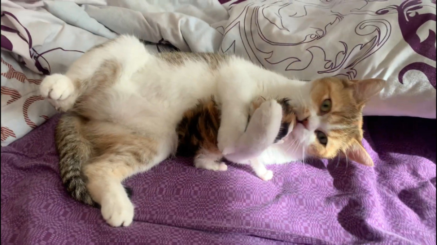 این گربه مادر چنان بسیار عجیب...