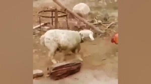 دعوای خروس و گوسفند