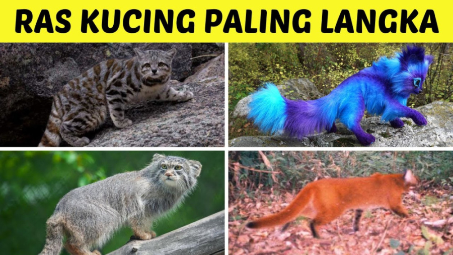 10 نادرترین گربه وحشی خارجی