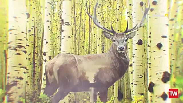 راز بقا  مستند حیات وحش  چیتا