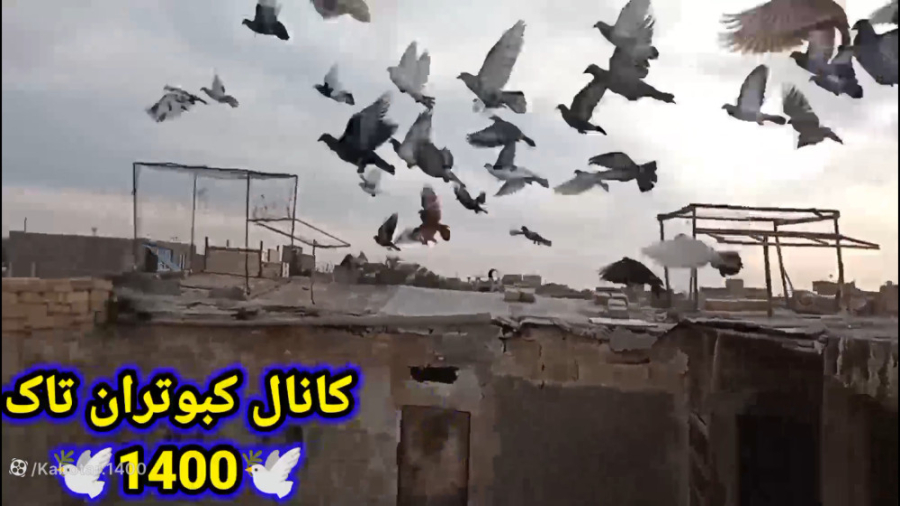 کبوتر بازی وچاشنی بازی