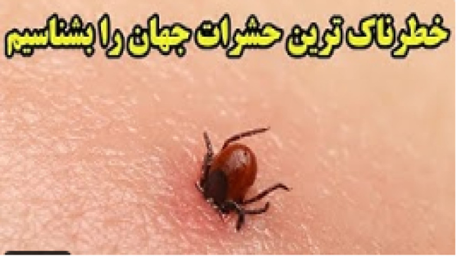 خطرناک ترین حشرات جهان