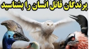 پرندگان قاتل انسان