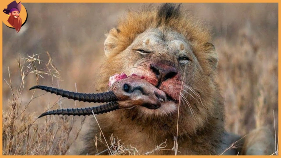 14 لحظه شکار و تعقیب شکار توسط...