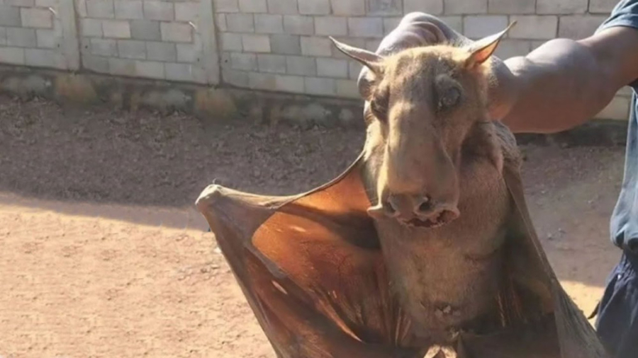 برخوردهای نادر و ترسناک با حیو...