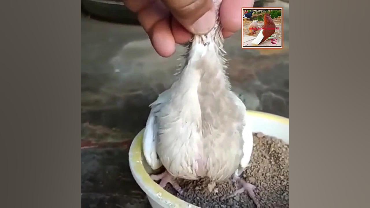 جوجه طوقی (سینه تا به تا) کفتر...