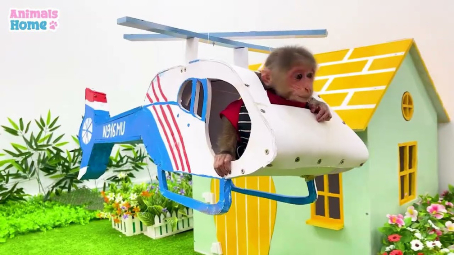 میمون کوچولو یاد گرفت که با هو...