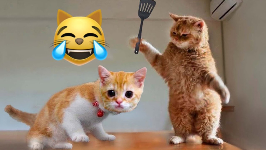 طنز خنده دار گربه و حیوانات خا...