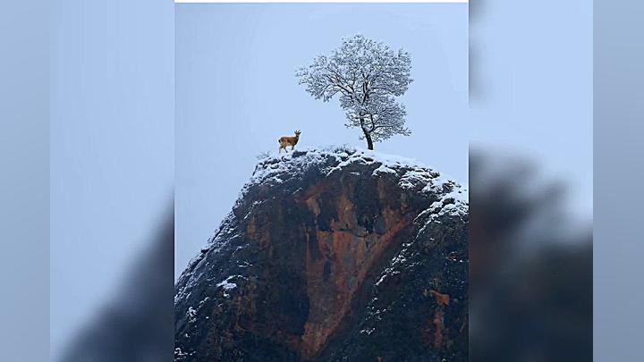 هوزان دینو hozan dino کردی کلا...