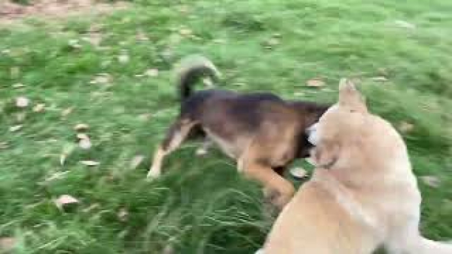 مبارزه سگ ها  پارس کردن سگ ها...