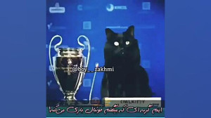 گربه فوتبالیست | کلیپ طنز گربه...
