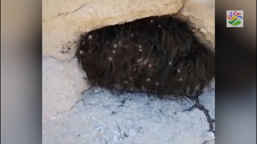 اتفاقات عجیب و ترسناک در سراسر...