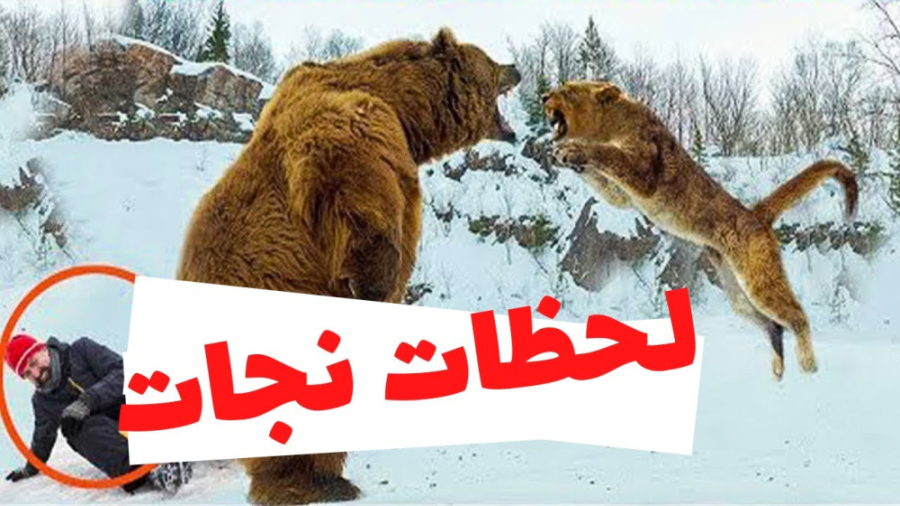 لحظات نجات جان انسان ها و حیوانات توسط حیوانات دیگر
