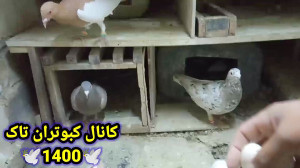 نکاتی در مورد کبوتر جوجه کشی و...