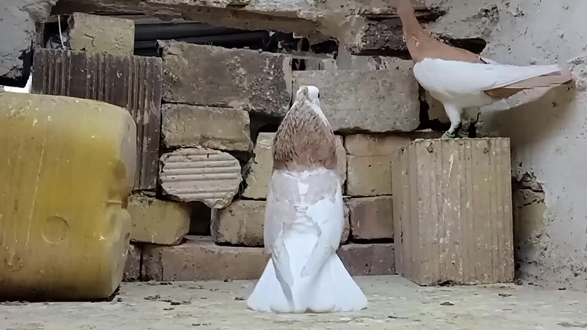 نمایشی از کبوترای طوقی