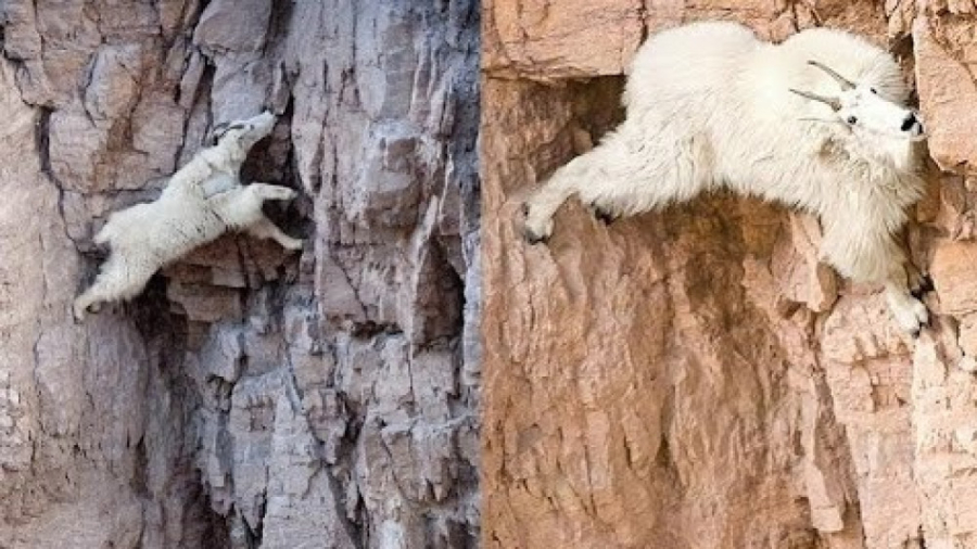 مستند حیات وحش  بزهای کوهستانی...