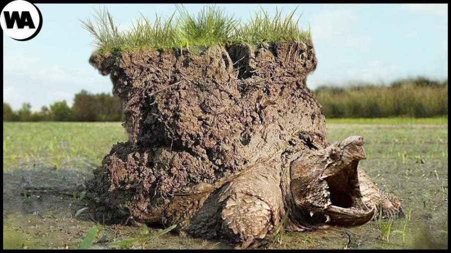 حیواناتی که فراموش کردند از خو...