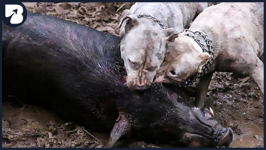 سگ ها در حال شکار حیوانات  حیو...