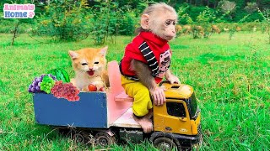 بچه میمون اوبی از بچه گربه مرا...