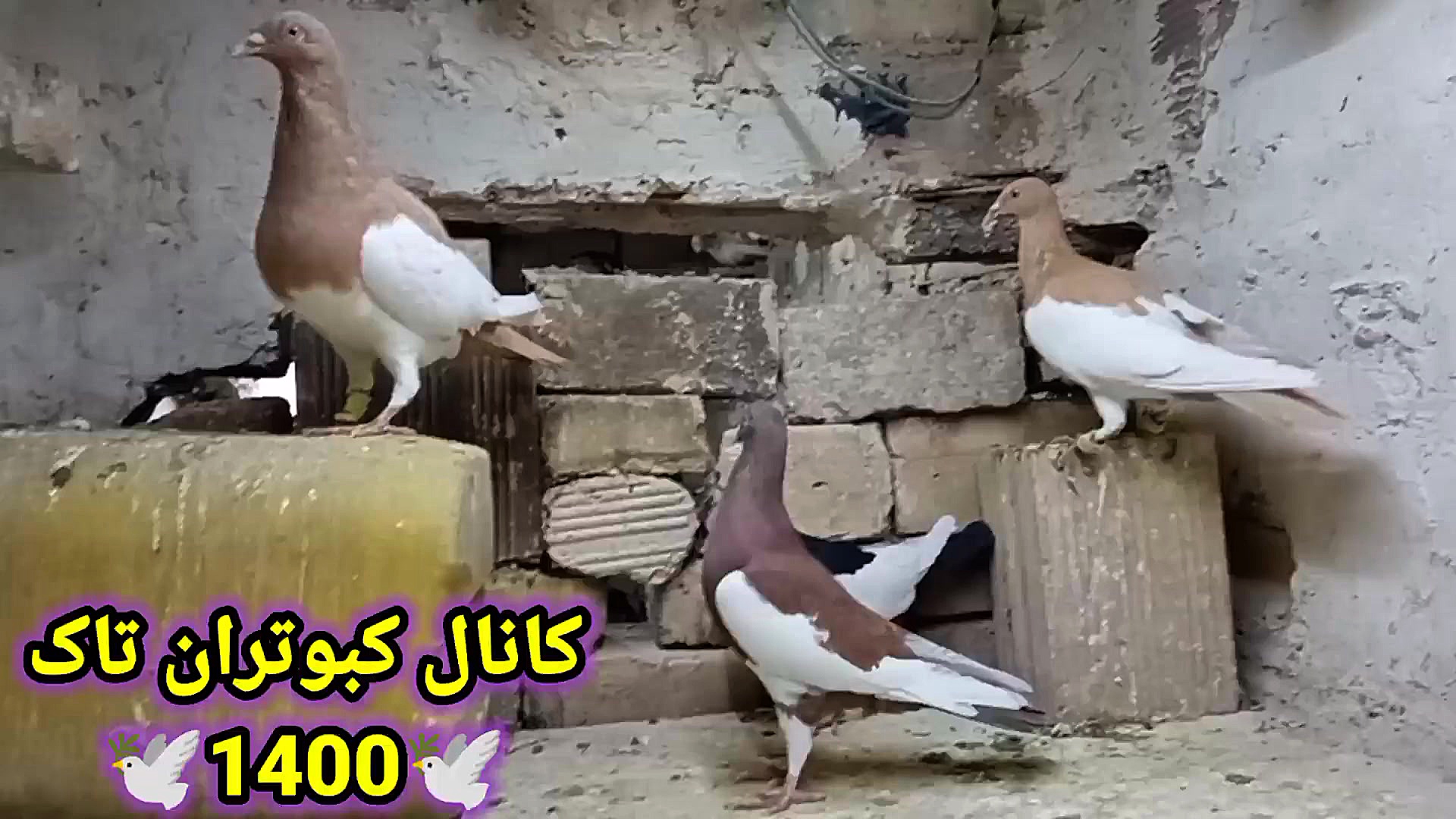 نمایشی از کبوترای یهودی و جوجه...