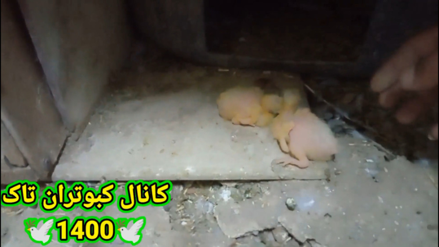 .دیر در اومدن جوجه وراه نجات ج...