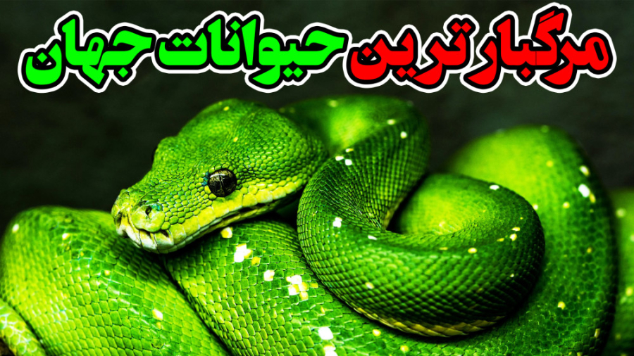مرگبار ترین حیوانات جهان|خطرنا...