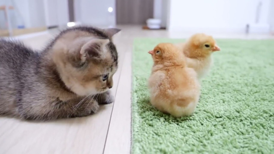 بازی بچه گربه خوشگل و بامزه با...