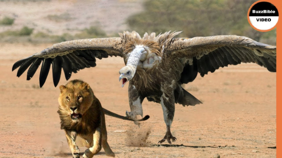 مستند حیات وحش  این پرنده همه...