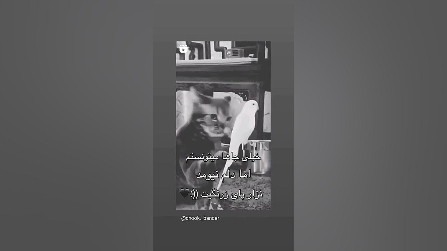 خیلی جاها میتونستیم ولی.......