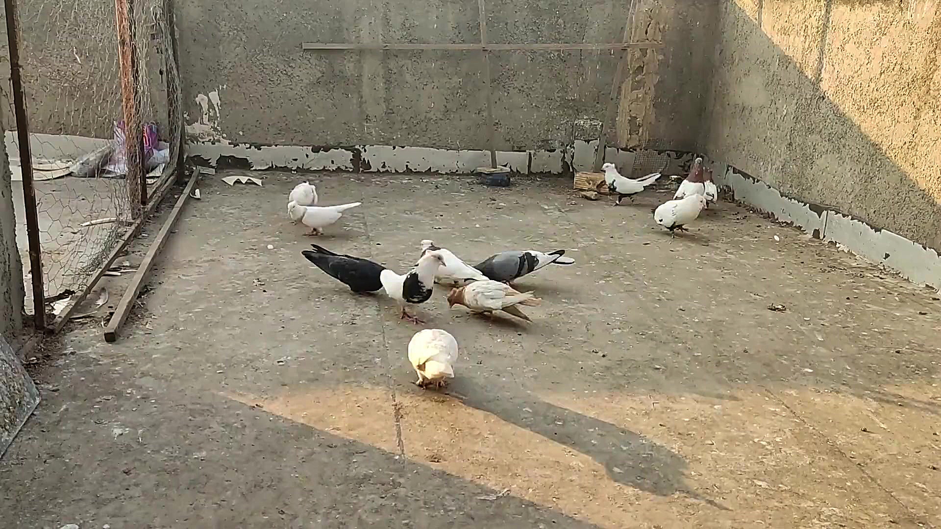 نمایشی(مستی کردن کبوتر.کفتر)