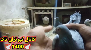 نکاتی در مورد چسب زدن پر کبوتر