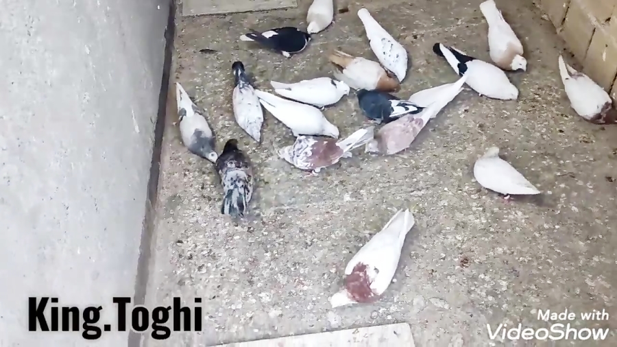 کبوتر.کفتر(نمایشی از کبوتر های...