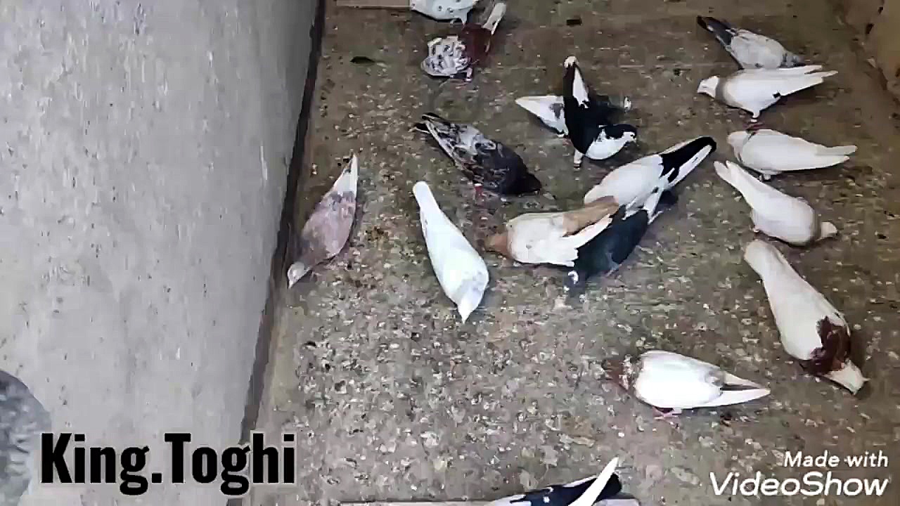 کبوتر.کفتر(نمایشی از کبوتر های...