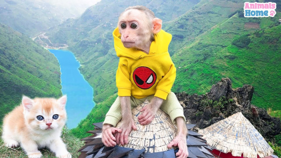 میمون کوچولو به دنبال بچه گربه...