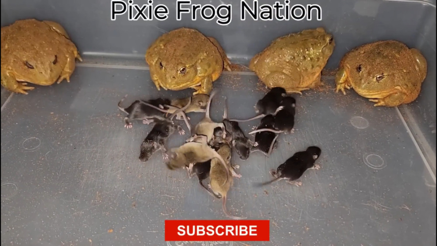 نبرد ترسناک بین چهار قورباغه غ...