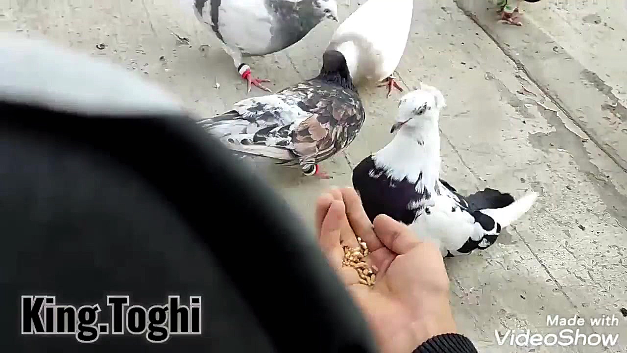 کبوتر کفتر آموزش جلد کردن