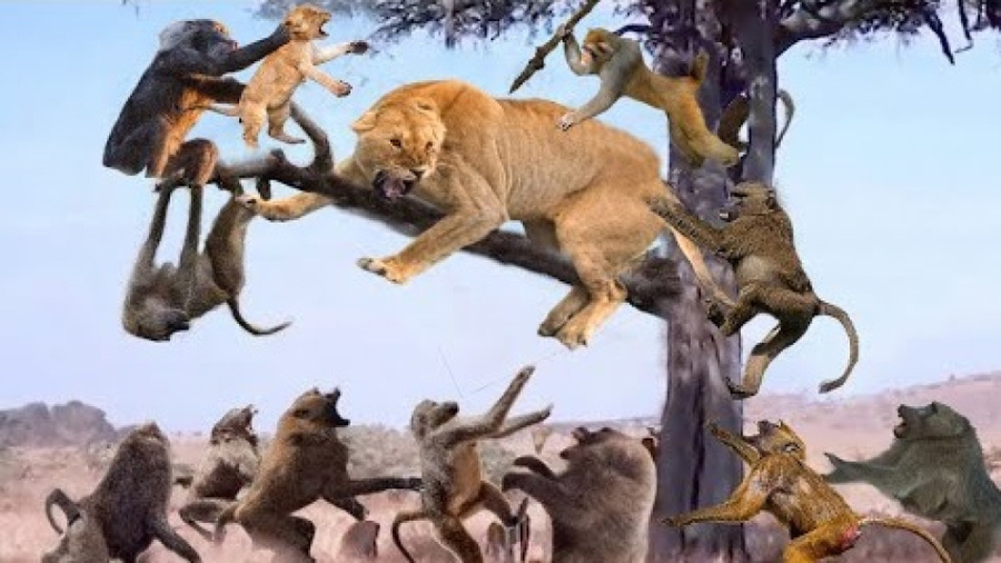 حیات وحش، حمله شیر به میمون ها...
