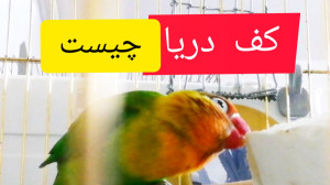 خاصیت کف دریا برای طوطی ها