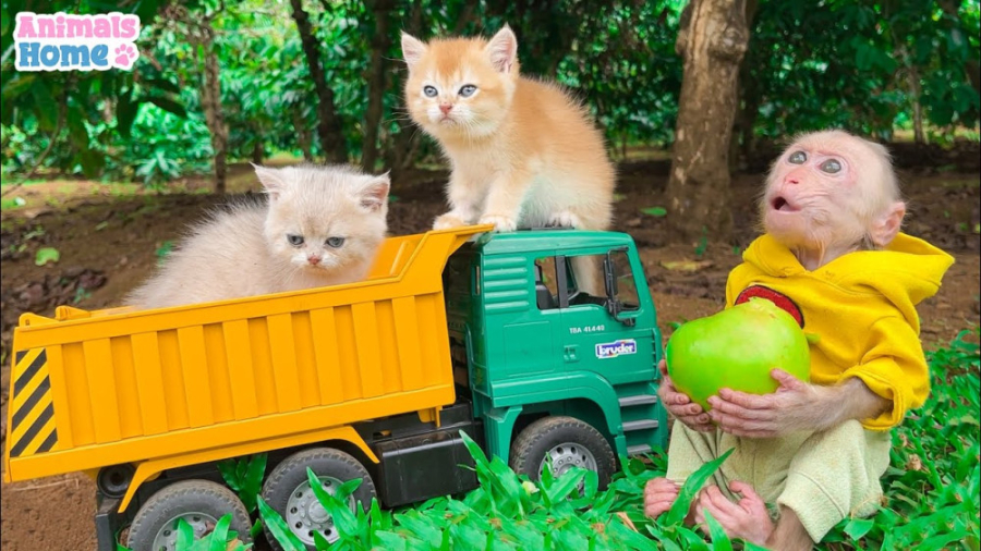 ابی مطیعانه کامیون را رانندگی...