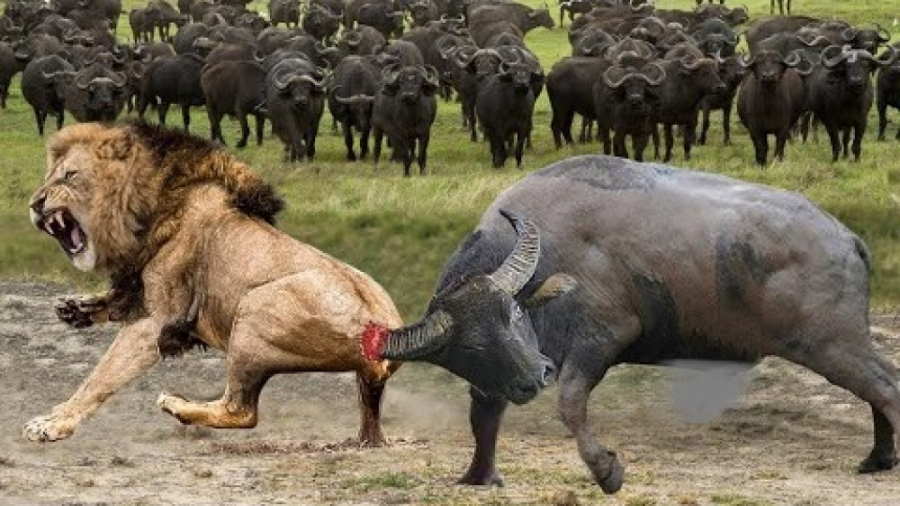 حیات وحش، حمله بوفالوها به تول...