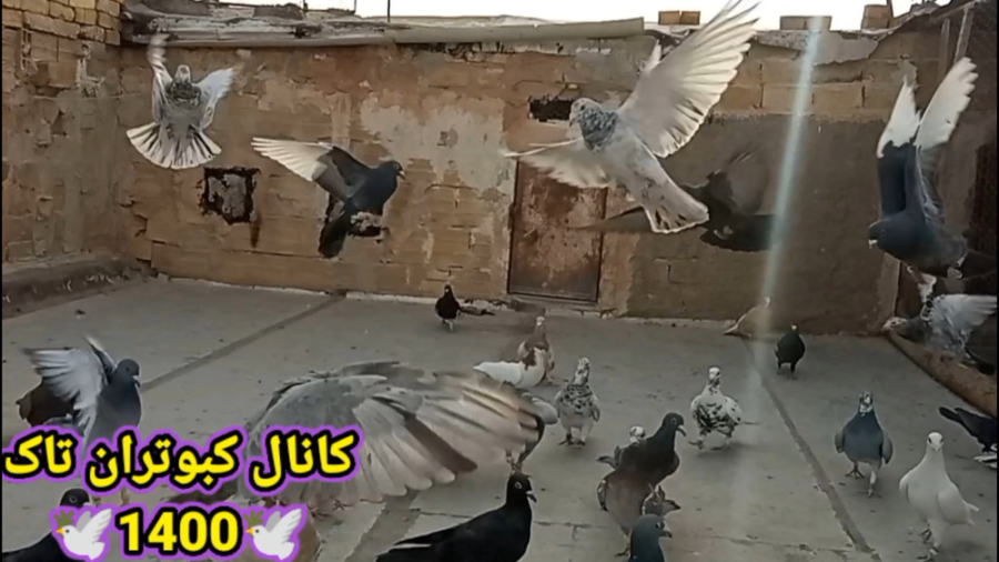 کبوتر بازی و زدوخورد کردن