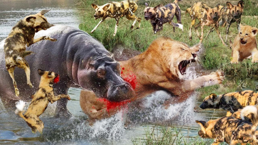 شیر در مقابل اسب آبی  جنگ و نب...