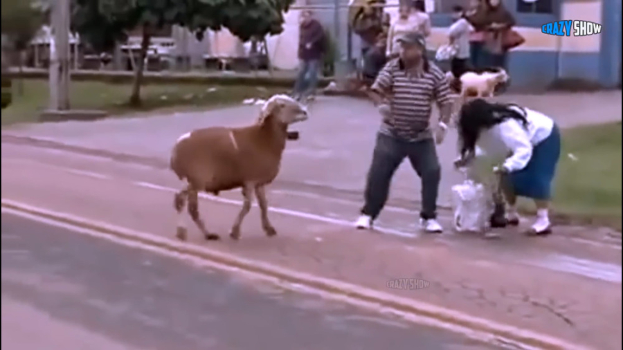 حمله قوچ ها و بزها به انسان  ب...