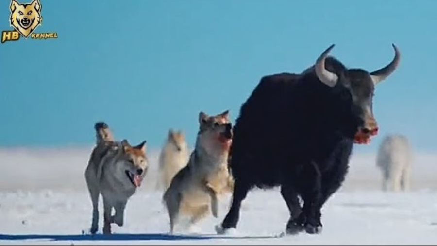 مستند حیات وحش  شکار های گرگ ی...