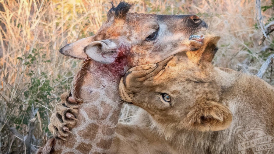 شیرهای وحشی در حال شکار نوزادا...