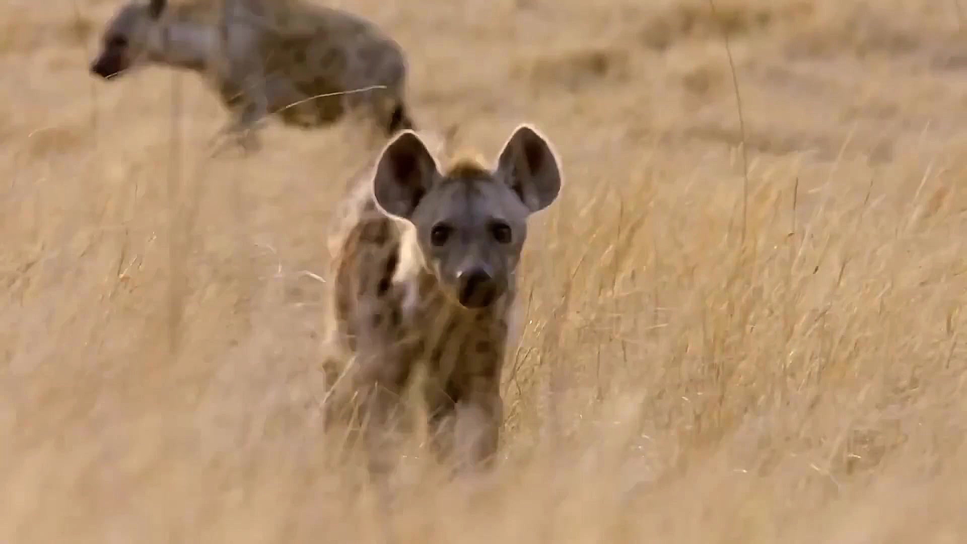 حمله مار پیتون عصبانی به کفتار...